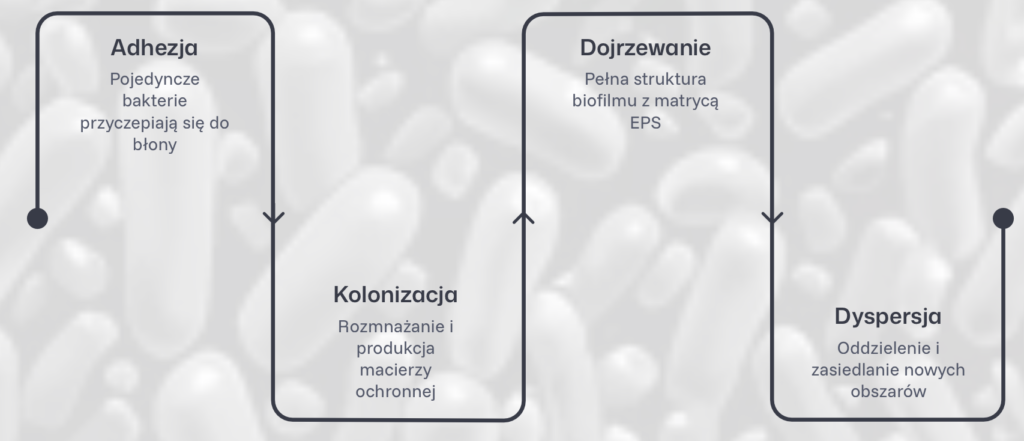 Zrzut ekranu 2026 05 22 o 09.04.37
